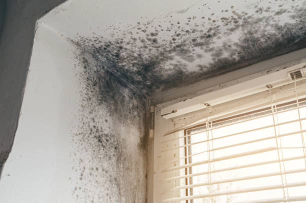Affordable Mold Cleanup solutions in Chapel Hill, NC